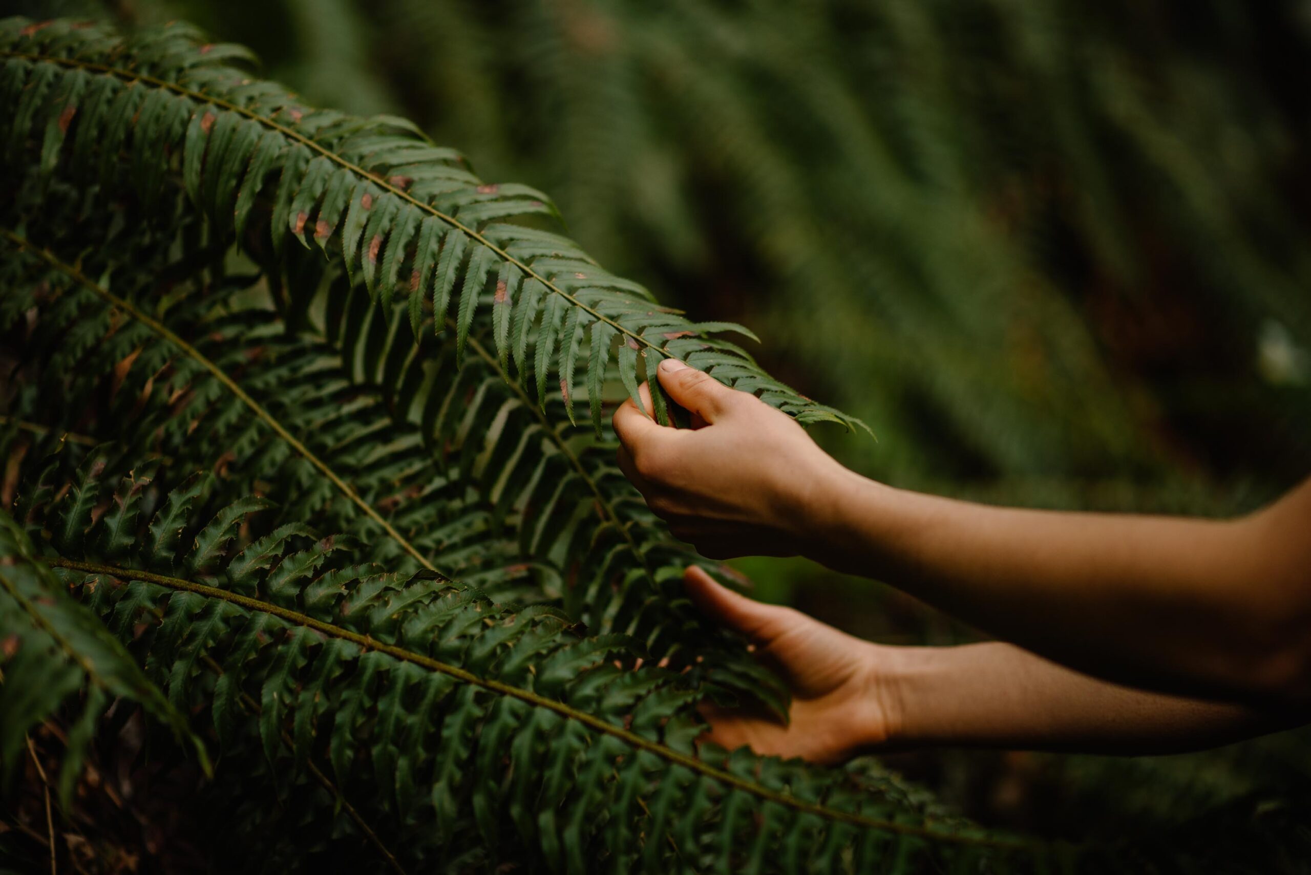 hands holding a fern